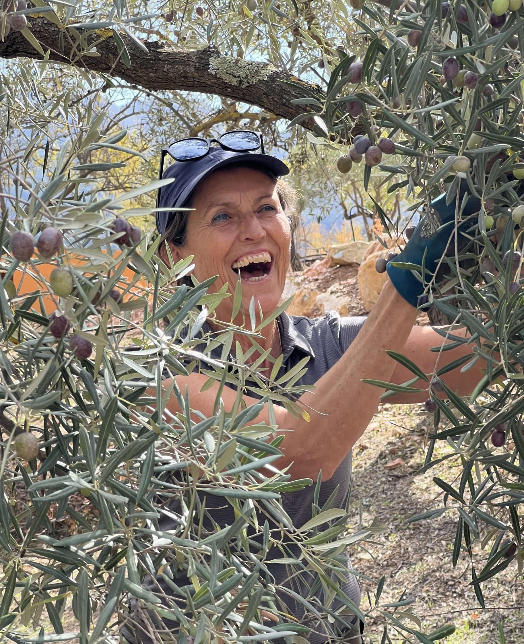Olive Harvest Costa del Soul